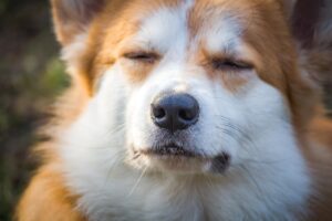 フラバンジェノールを使った美白効果は本当にあるの？